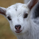 Illustration for article titled This summer's hottest event is a "Goat LARP," a LARP designed to entertain goats